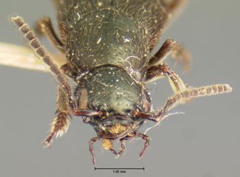 Media type: image;   Entomology 7315 Aspect: head frontal view